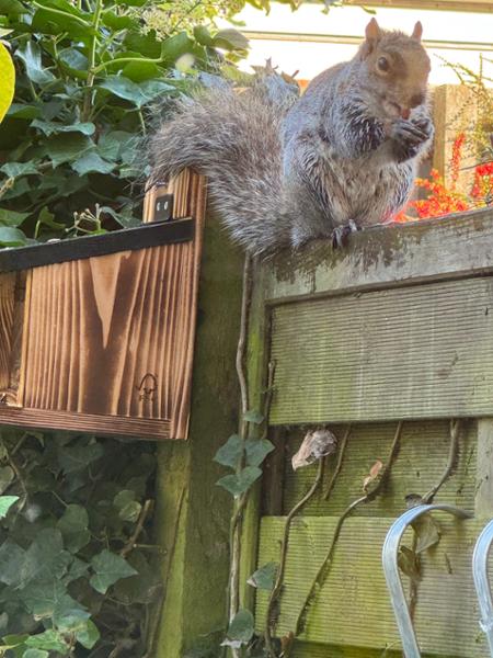 Squirrel Feeder Victoria