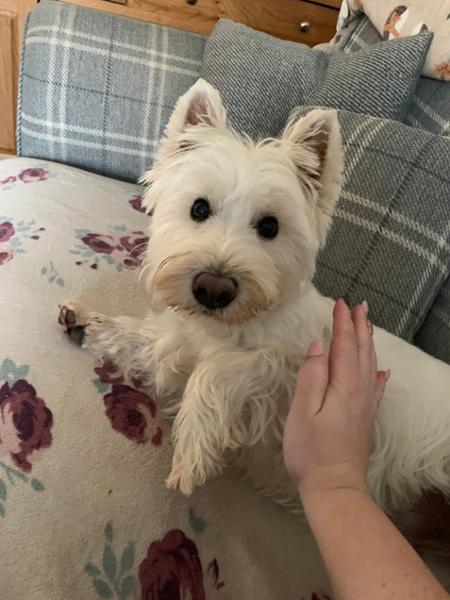 Great Dental dog food, our Westie loves it !