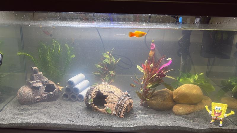 Perfect fishing tank for beginners! Happy customer