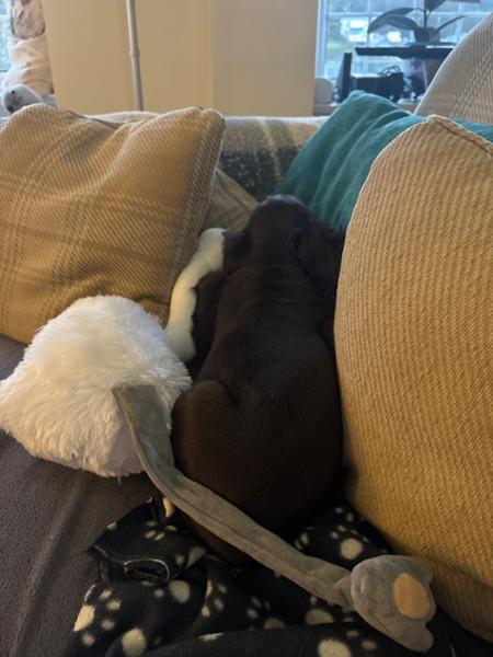 Dog toys