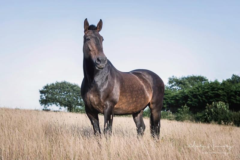 Super Concentrated Senior Balancer - For horses and ponies over 14 years