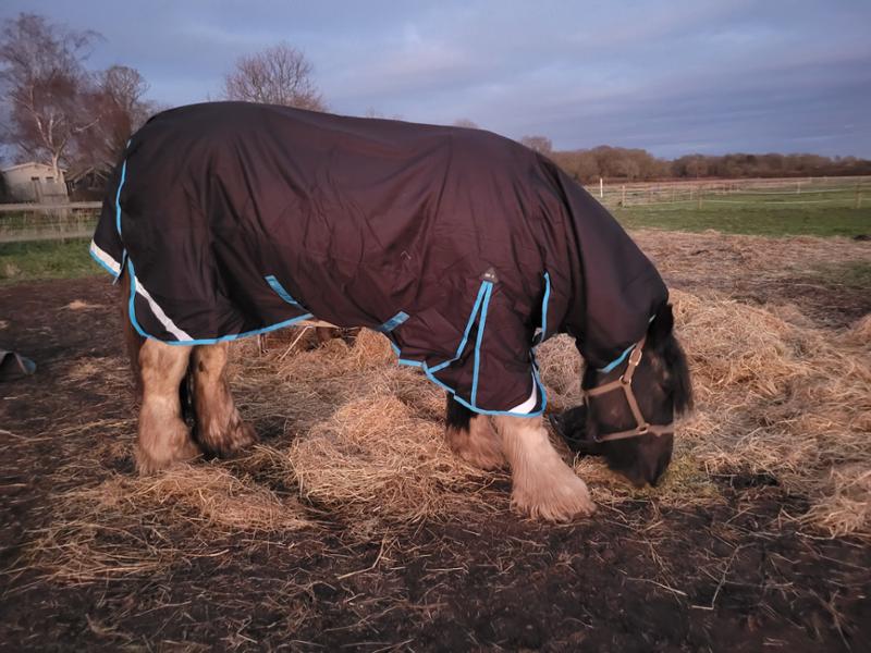 Heavy horse