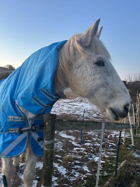 Brilliant rug fits my heavy warmblood perfectly