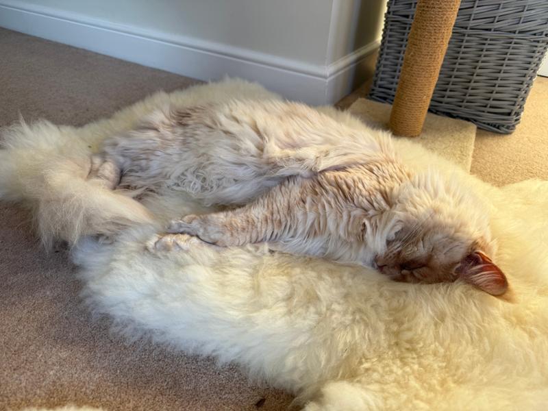 Excellent quality, cats love them