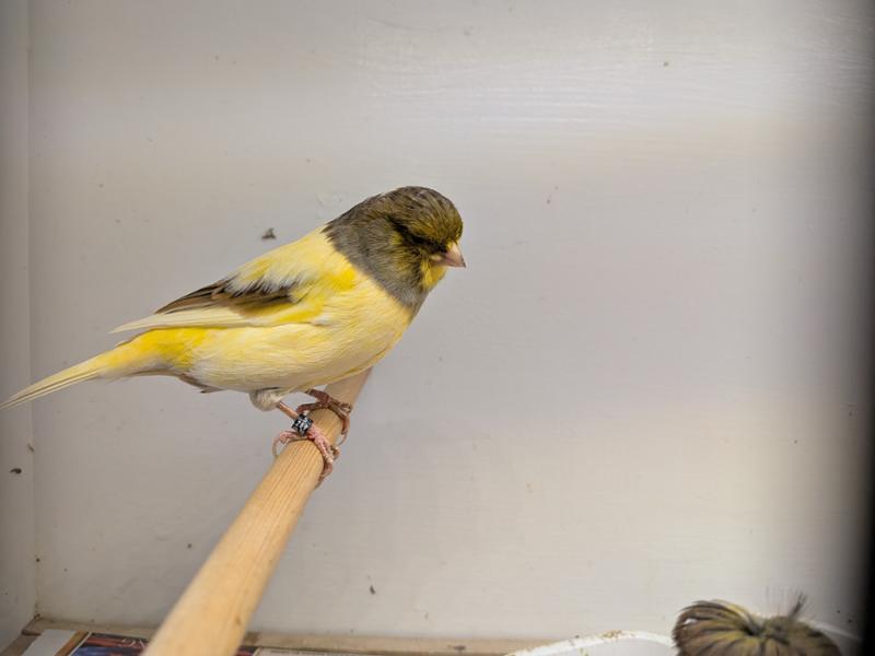 NEW CALCIFORM HiD3 Liquid Calcium for Cage & Aviary Birds