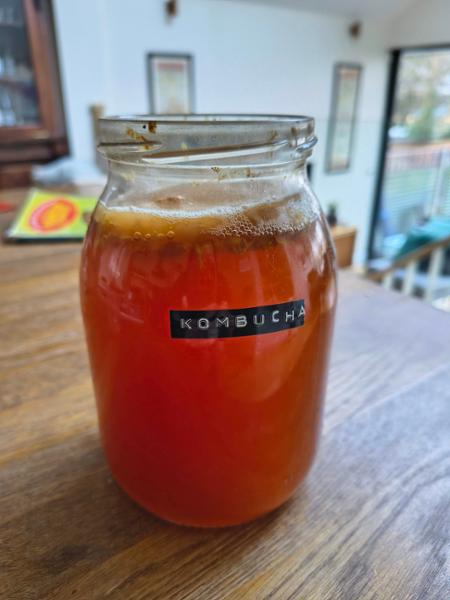Small Organic Kombucha Scoby