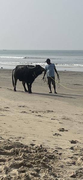 Lovely Goan Experience
