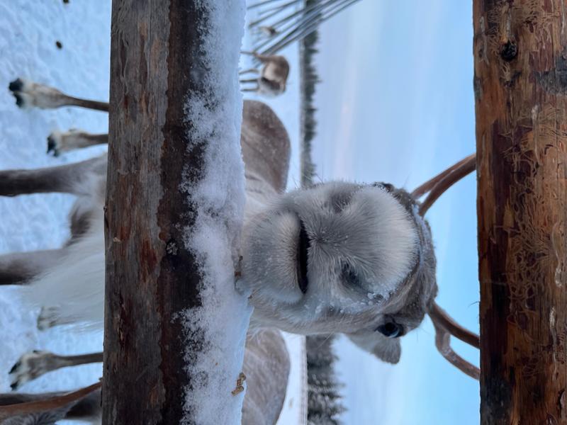 Lapland Arctic Adventure