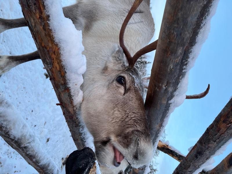 Lapland Arctic Adventure