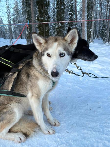 Lapland Arctic Adventure