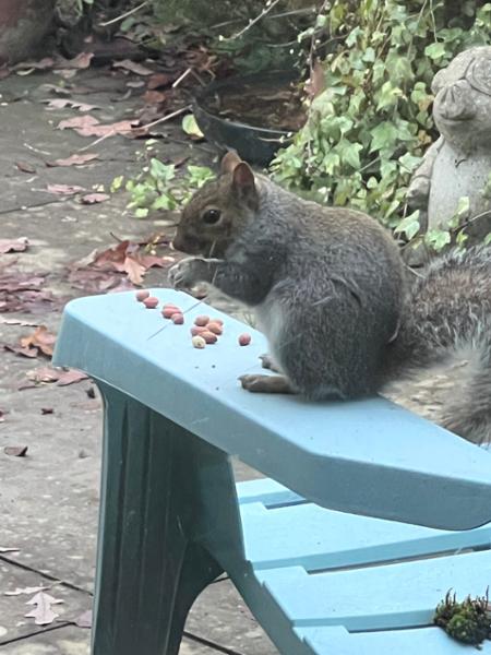 THEY GO NUTS FOR THESE NUTS!