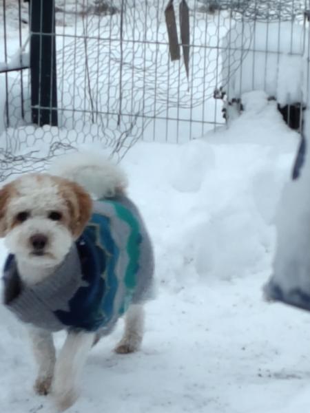 Hunde Pullover - dem Haarhund ein warmes natürliches Fell anziehen
