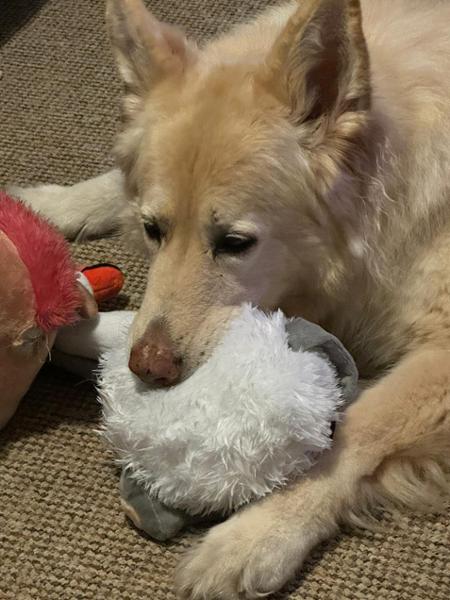 The toys were for Layla