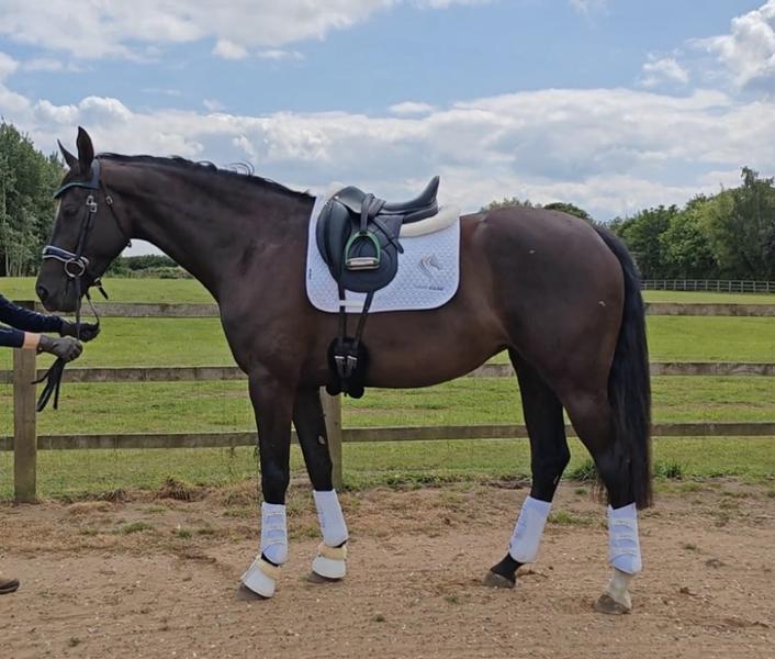 Blue chip calmer balancer