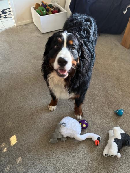 Cuddly dog toys