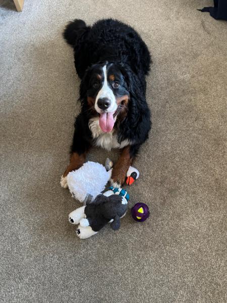 Cuddly dog toys