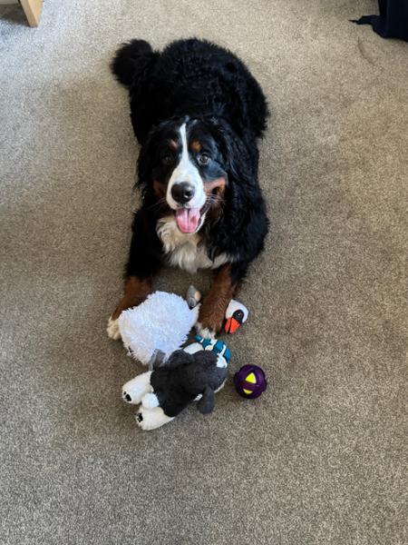 Cuddly dog toys