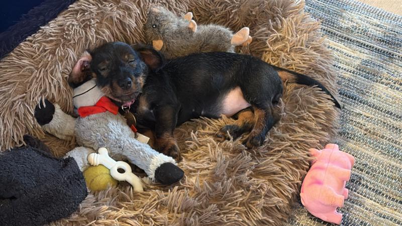 Puppy meat review