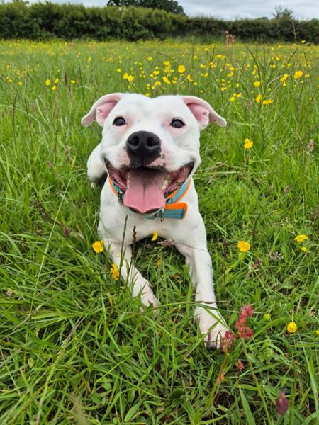 Salmon oil Review