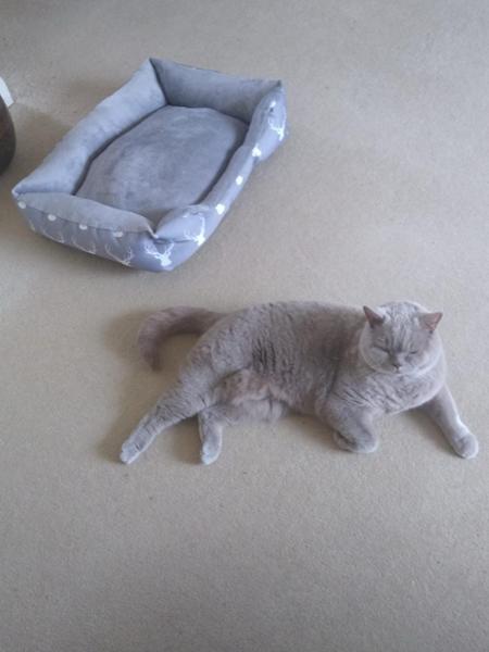 Happy Canagan Cat.