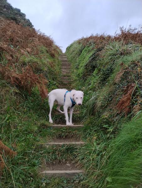 Suits my Hound rescue