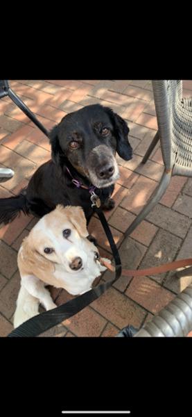 Aviform for older dogs