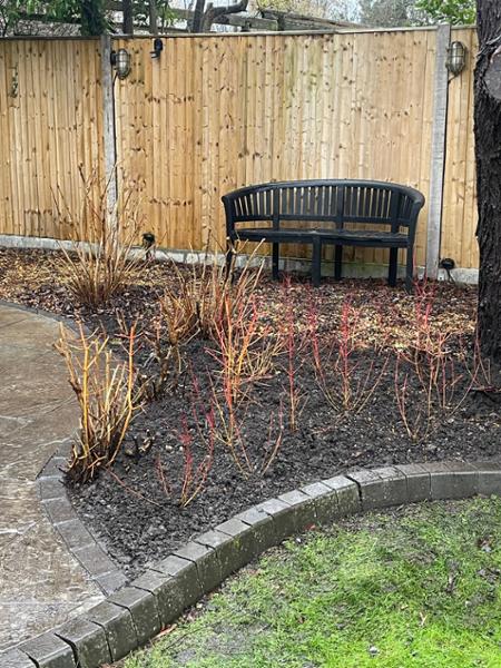 Cornus Dogwood Bare Root Plants