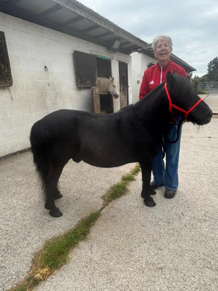 Lamilight so right for health and wellbeing of weight watching ponies