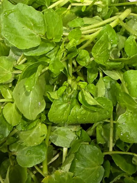 Mikawa Hon Mirin | Japanese Ingredients | The Wasabi Co 300ml