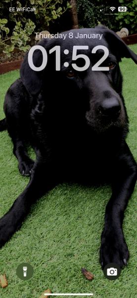 Metacam Oral Suspension for Dogs