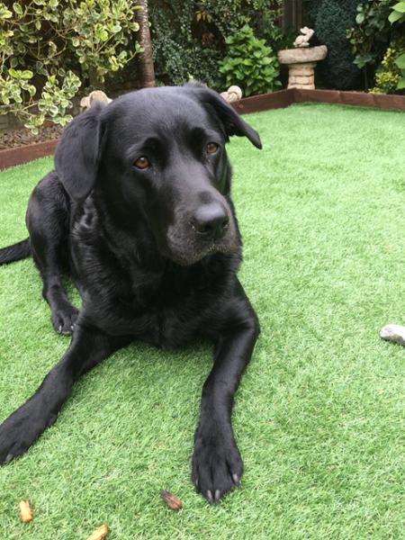 Metacam Oral Suspension for Dogs