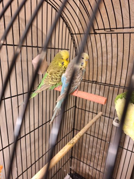 NEW CALCIFORM HiD3 Liquid Calcium for Cage & Aviary Birds