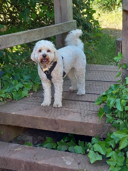 Too favourite food for my fussy Cavapoo!