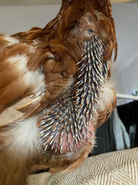 Super model hen