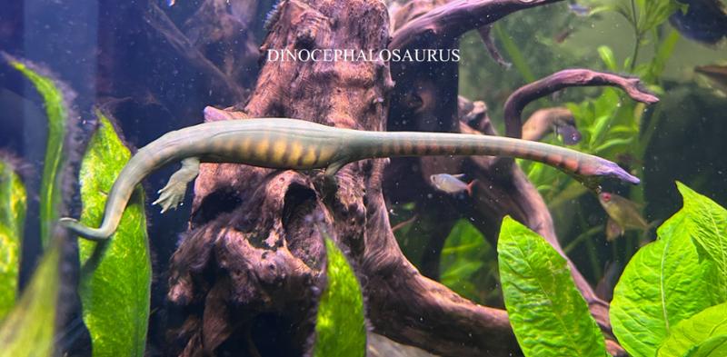 A lovely marine reptile from PNSO.