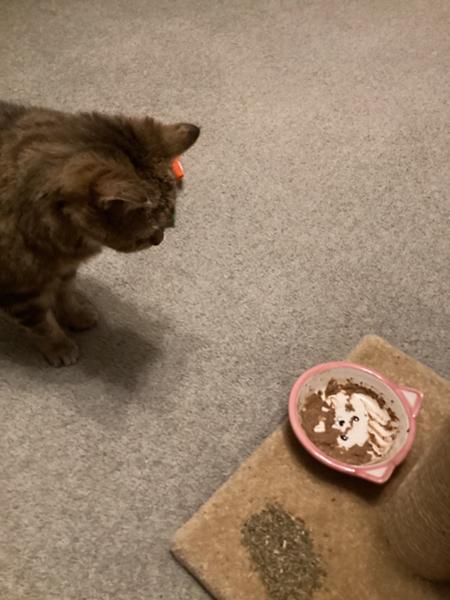 The one that our cat always eats