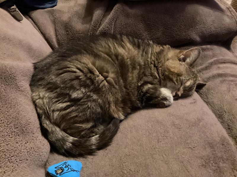 The one that our cat always eats