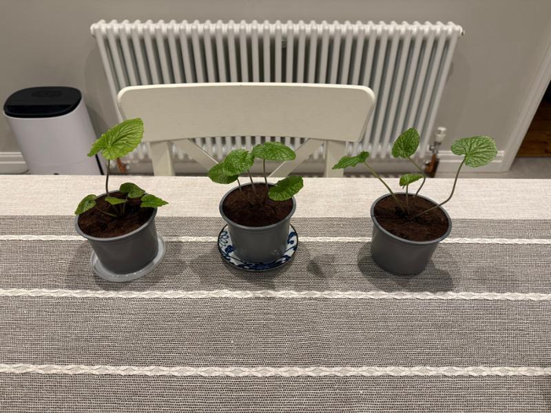 Wasabi Plants - Set of 3