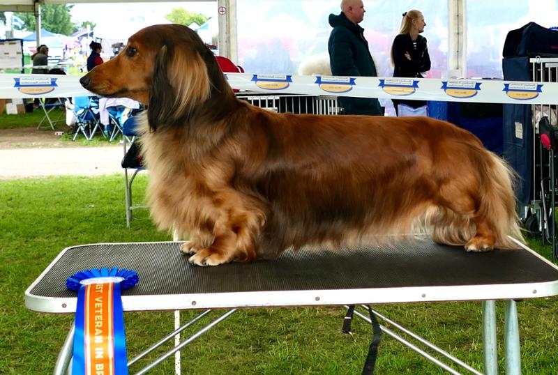 incredible dog food retailers