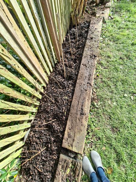 Excellent native hedge supplier