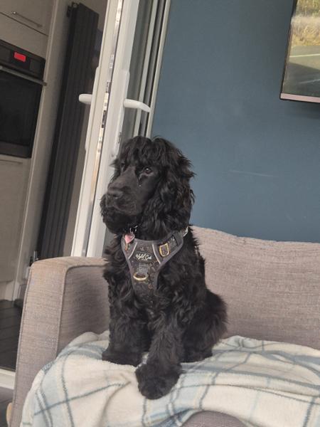 Step & Switch® Dog Harness: Chiswick Oyster