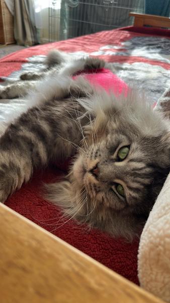 Medical Pet Shirt For Cats