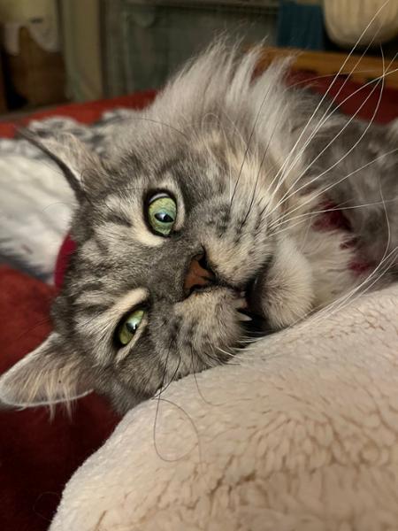 Medical Pet Shirt For Cats