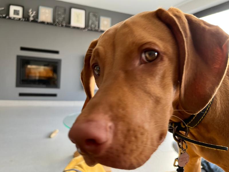 High quality and our pup loves it!