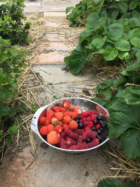 Autumn Bliss Raspberry Plants