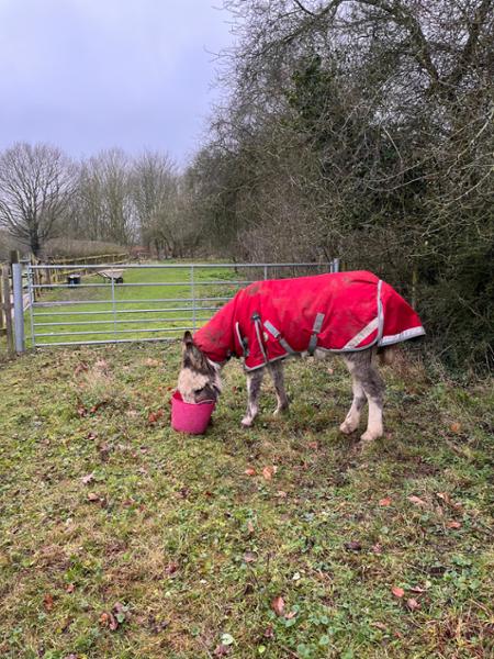 Good fit for my donkey