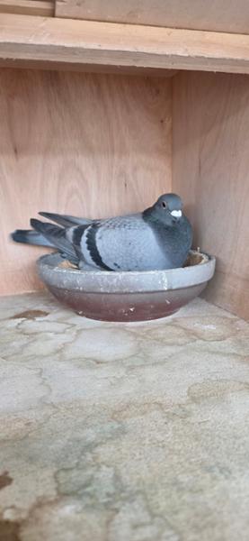 AVIFORM ULTIMATE 11 in 1 Complete Supplement for Racing Pigeons