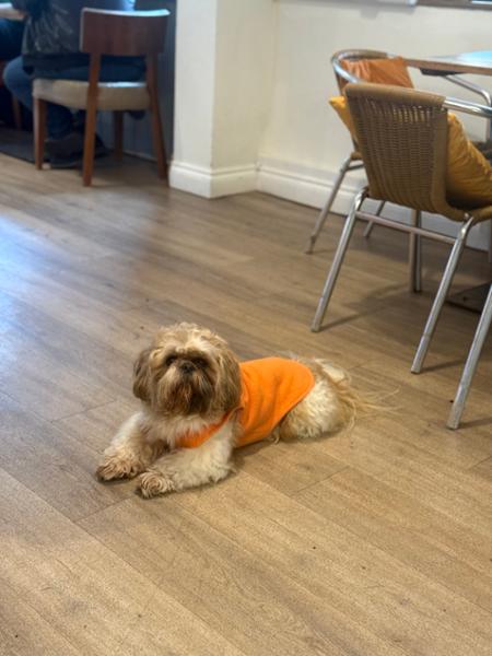 Lili’s chicken is one of the best food for your Dog