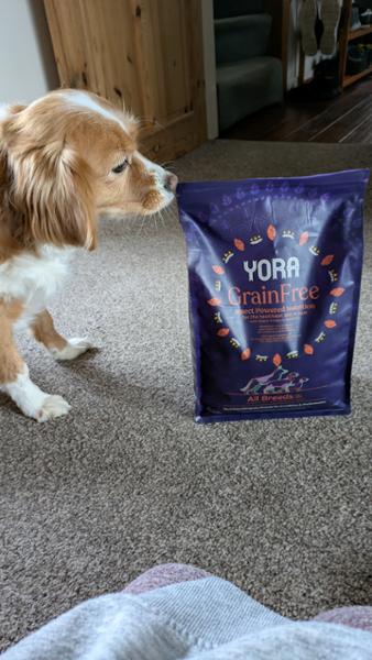 Yora Adult Grain Free Dog Food