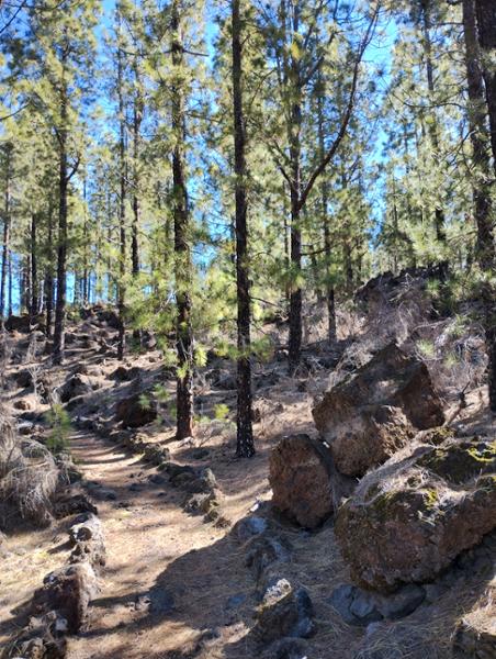 Your holiday: Walk the Trails of Tenerife